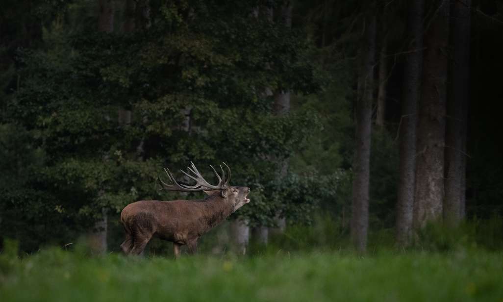 Burlende herten en wild spotten tijdens het wandelen.