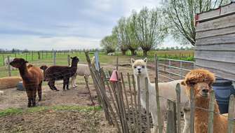 Wandelen met alpaca's.