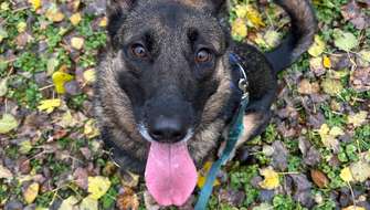 Hond in de herfstbladeren