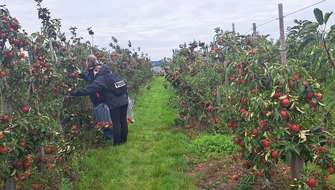 Appelboomgaard in Zeeuws-Vlaanderen
