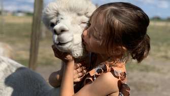 Wandelen met alpaca's.