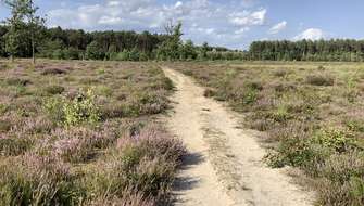 Wandelen langs paarse heide in Averbode, De Merode.