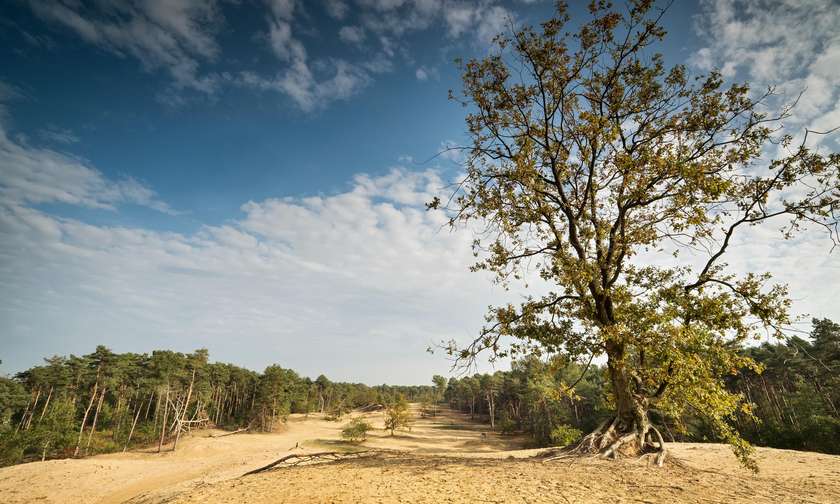 Wandelen in Nationaal Park Bosland.