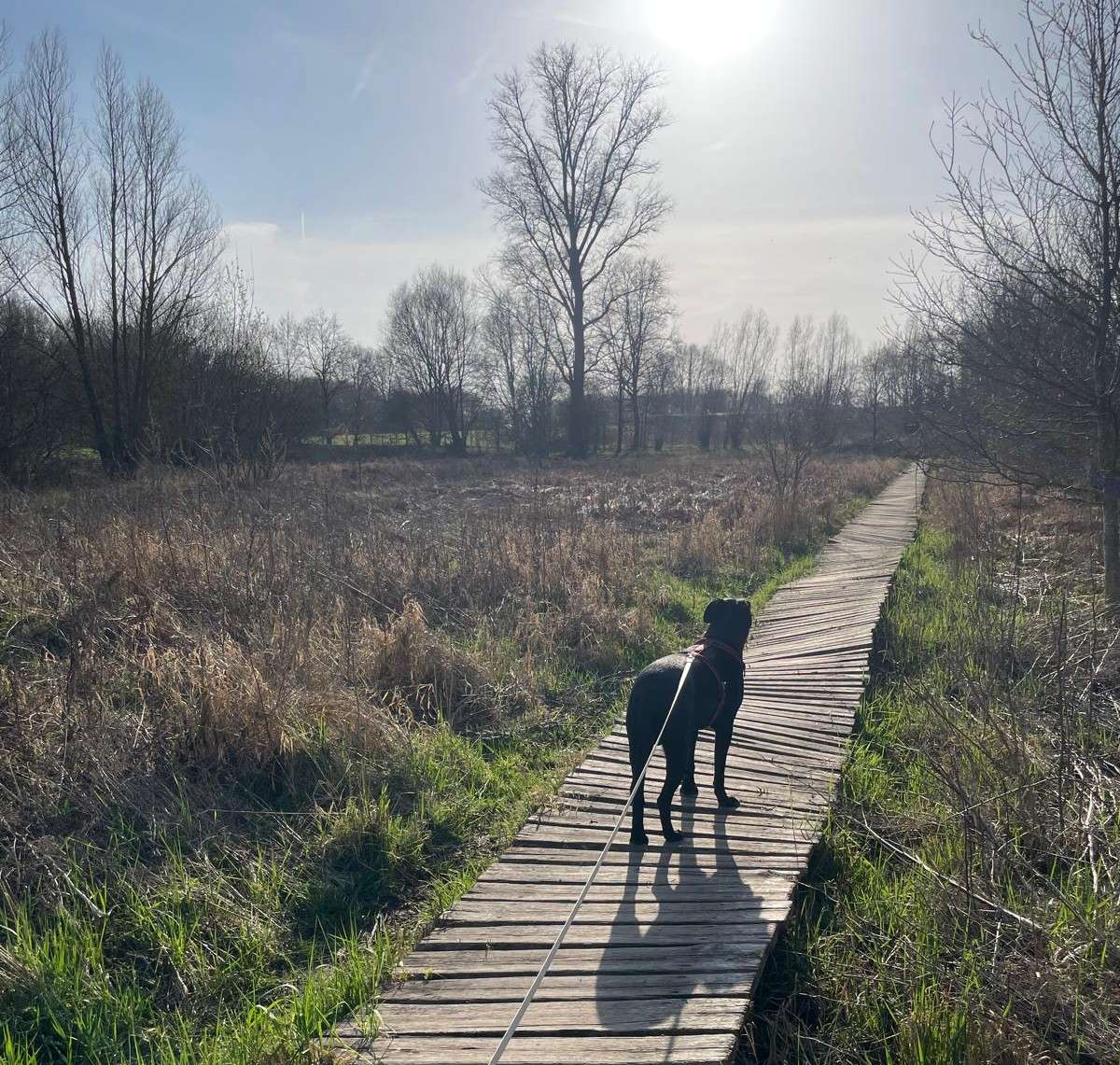 Wandelen met de hond