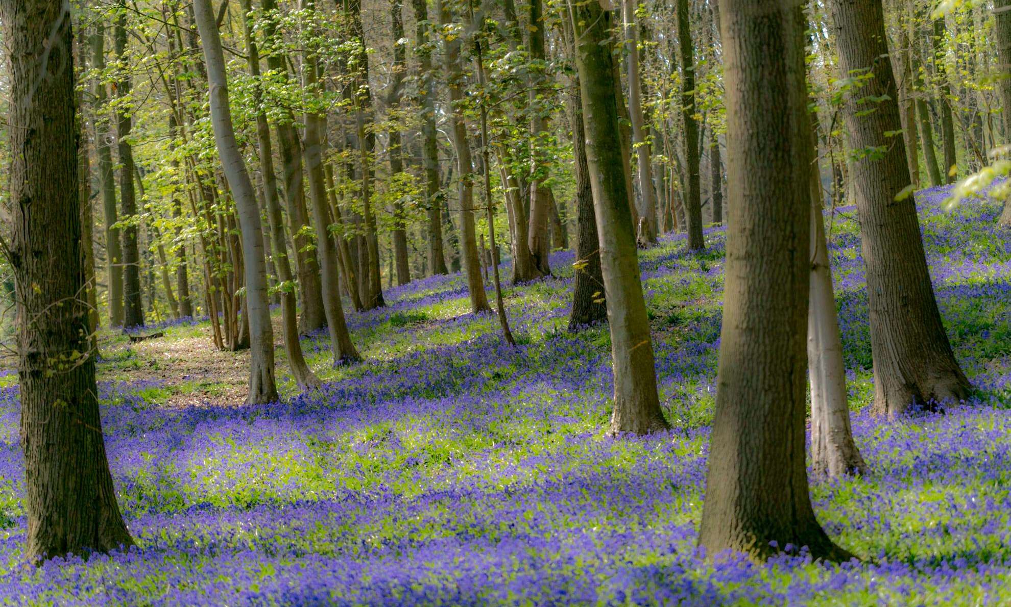 Wandelen langs boshyacinten.
