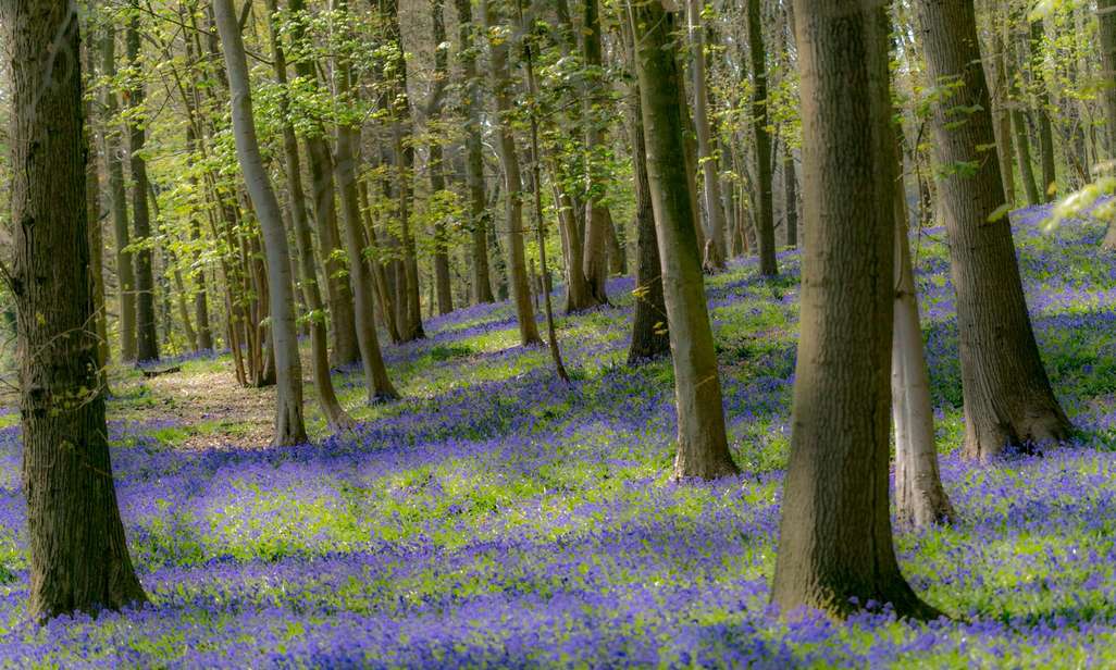 Wandelen langs boshyacinten.