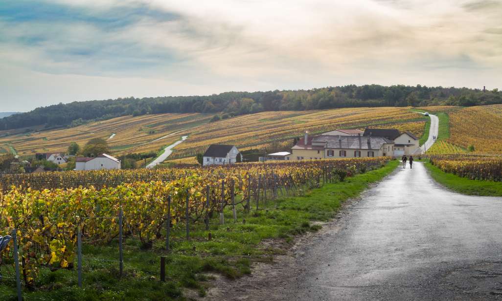 Wandelen in de Champagnestreek.