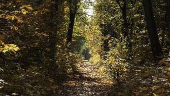 De mooiste herfstwandelingen in Vlaanderen.