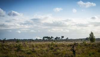 Wandelen in grenspark Kalmthoutse Heide.