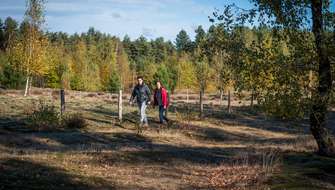 Wandelen op de Kempische heuvelrug.