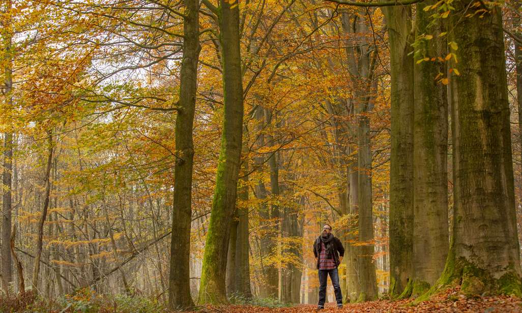 Herfstig wandelen in het Bulskampveld.