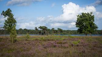 Wandelen op de Kalmthoutse Heide.