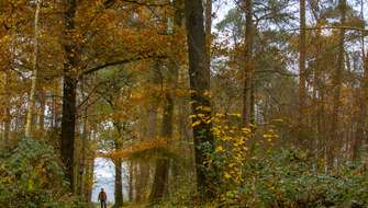 Wandelen in de bossen van West-Vlaanderen.