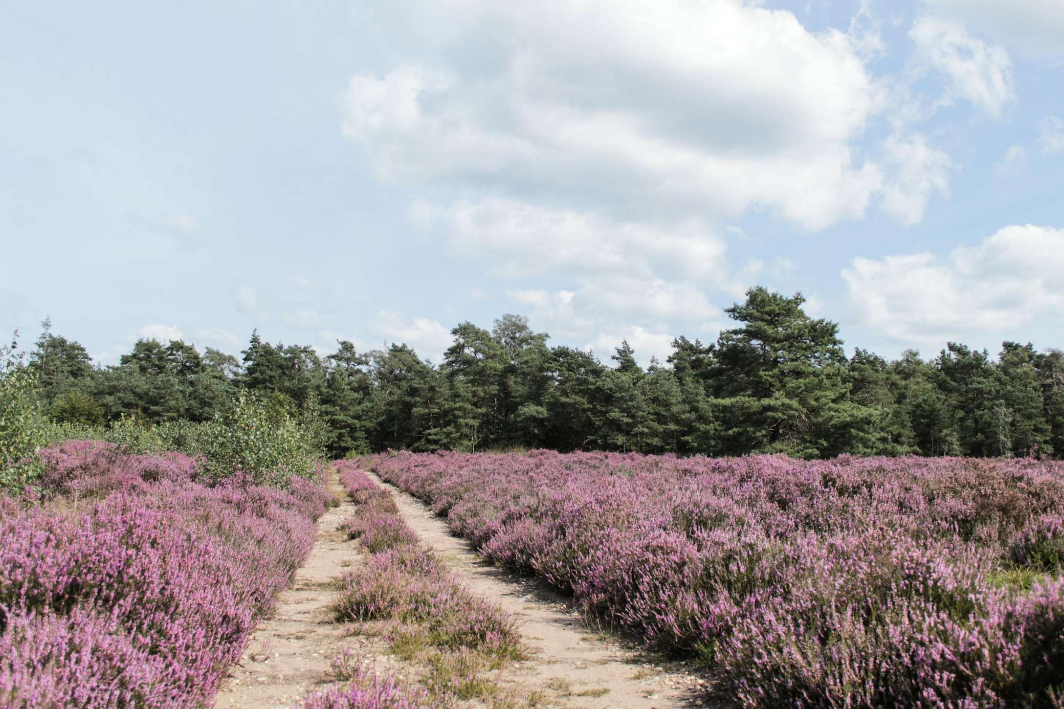 Wandelen op de heide.