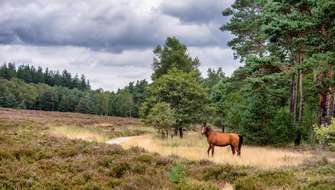 Wandelen op de Veluwe in Nederland.