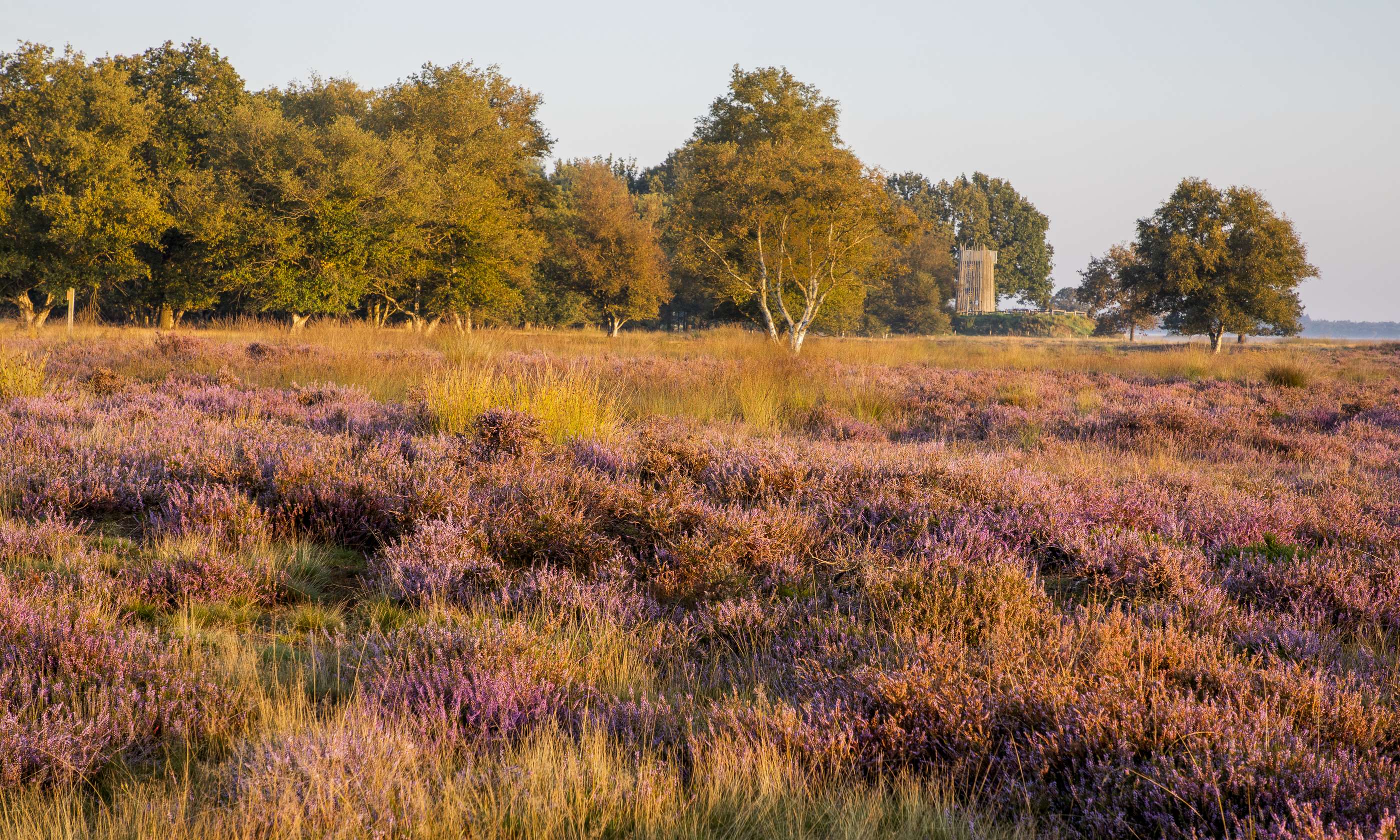 Wandelen op de heide van Dingelderveld.