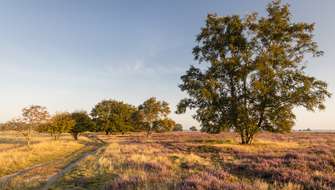 Wandelen in Nationaal Park Dwingelderveld.