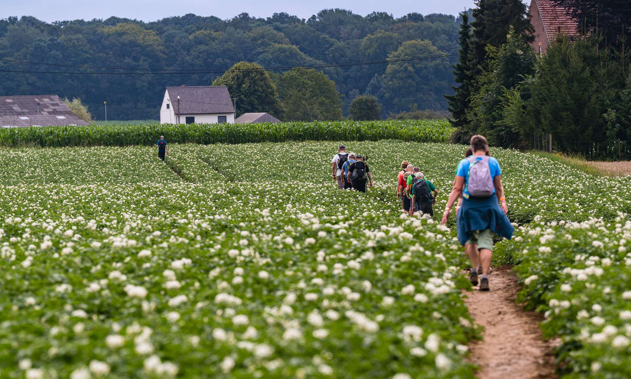 Wandelen op de Taalgrenstrail van Flanders Trails.