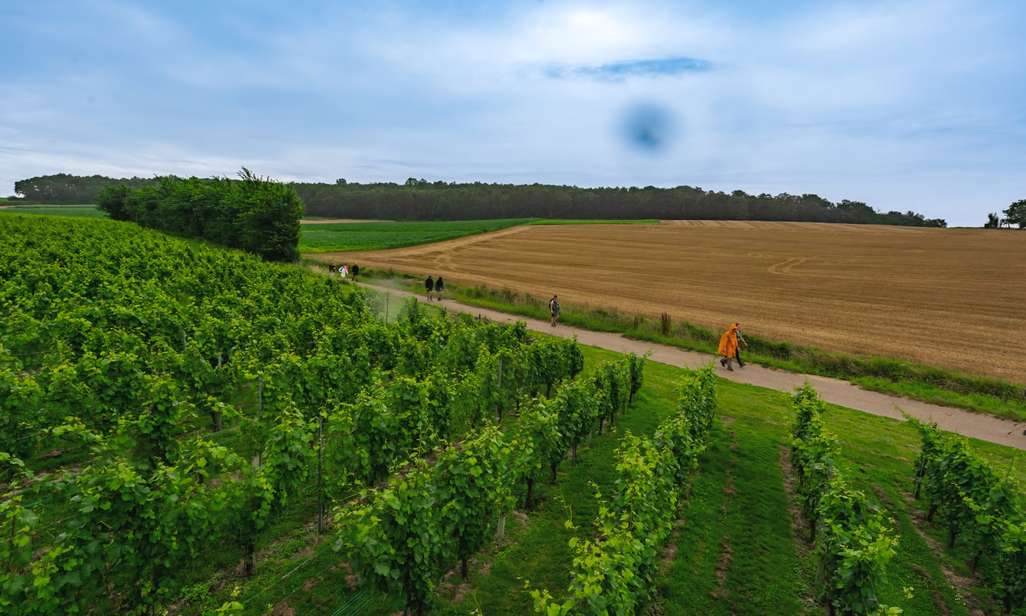 Wandelen op de Trans Limburg Trail 2024 van Flanders Trails.