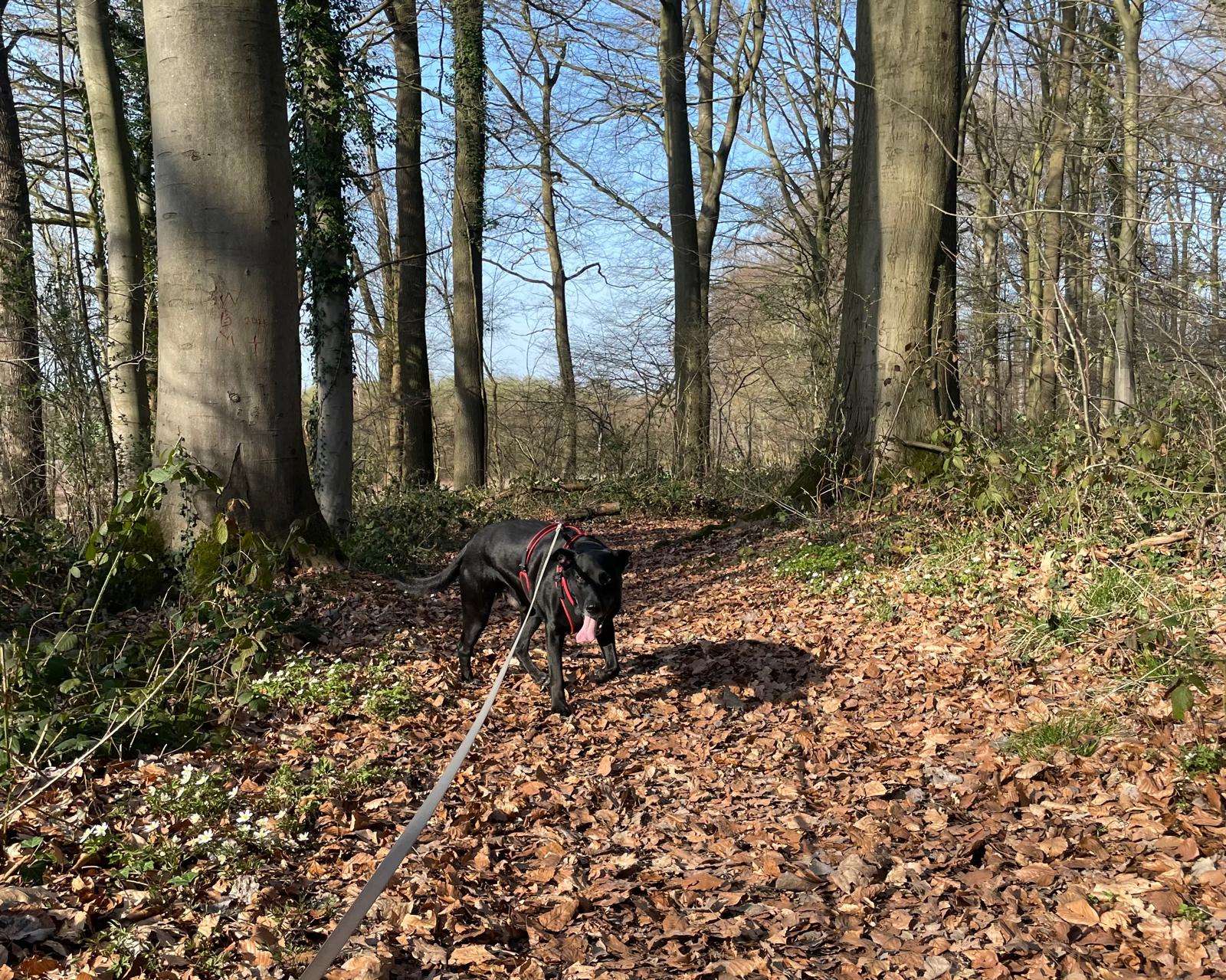 Boushka in het bos