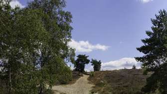 Wandelen op de heide in Zonhoven.