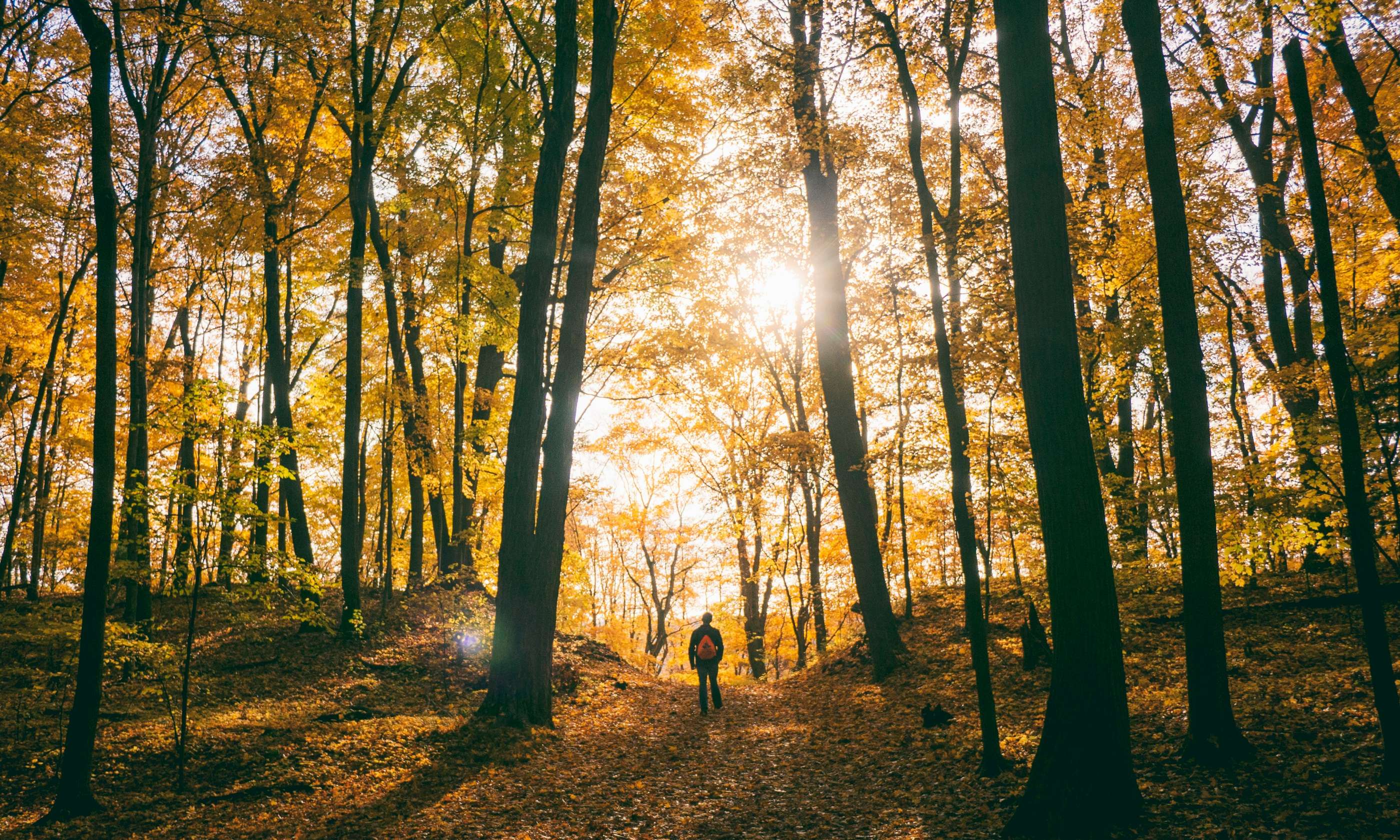 Waarom wandelen in het bos.