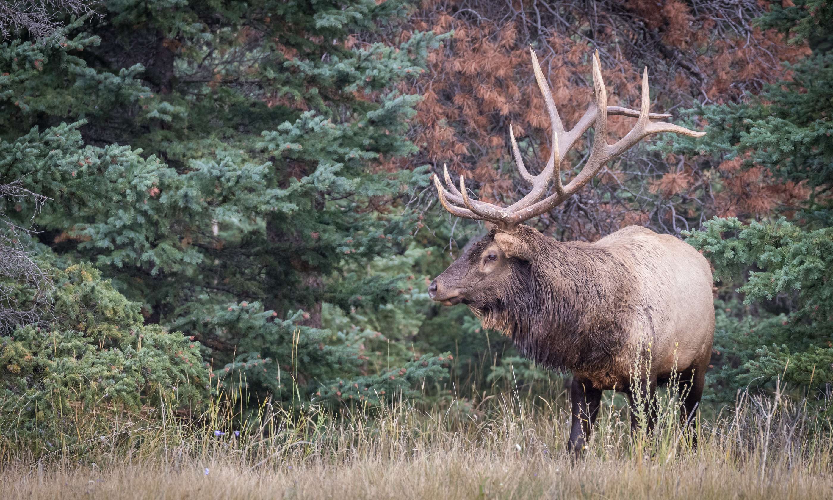 Wild en edelherten spotten.