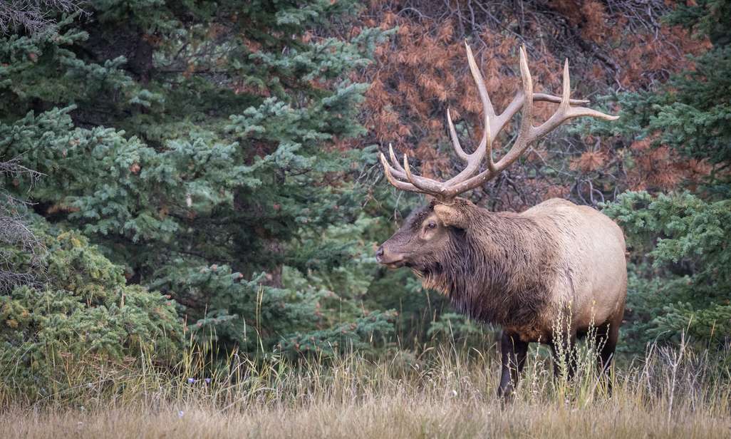 Wild en edelherten spotten.