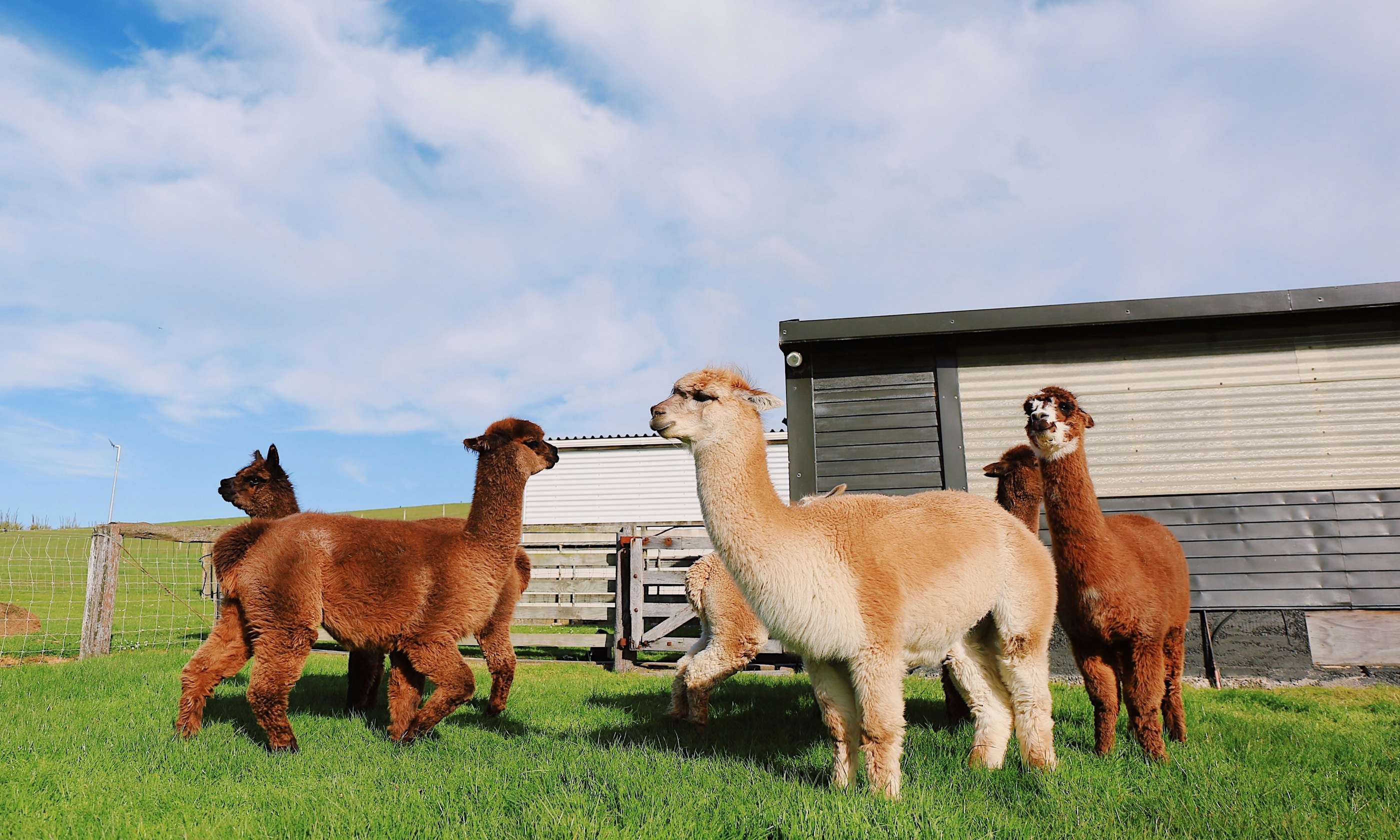 Wandelen met alpaca's.