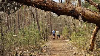 Wandelen op de Limtrail Bosland.