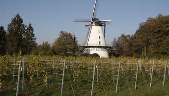 Wandelen langs Vlaamse wijngaarden.