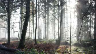 De voordelen aan wandelen in het bos.