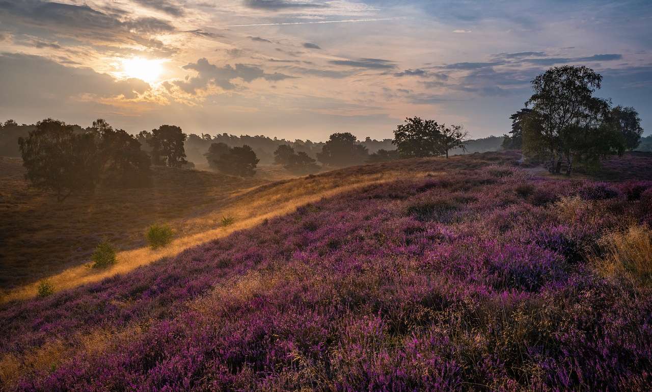 Wandelen langs de bloeiende paarse heide.