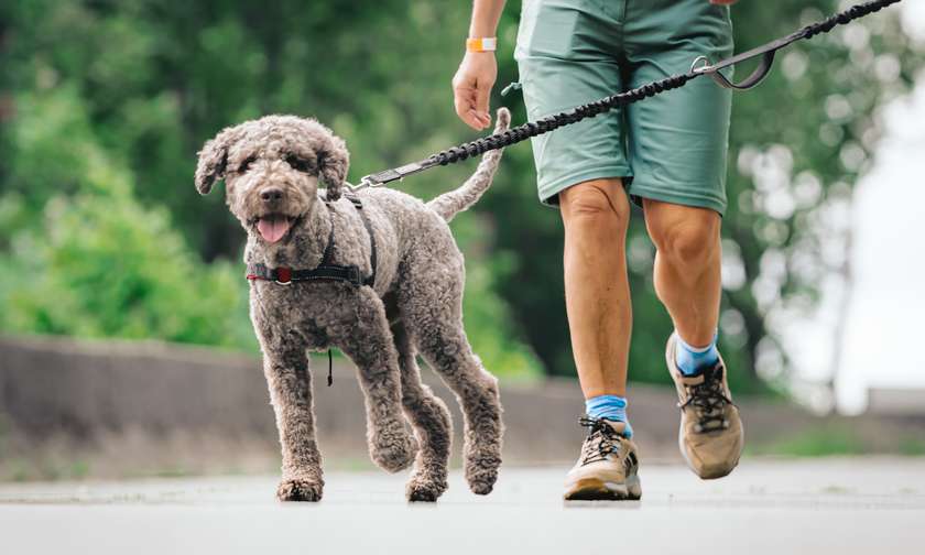 Honden aan de leiband